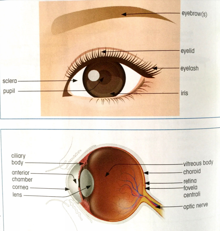 SEMESTRE 1 U.E 6.2 Anglais Objectif infirmière