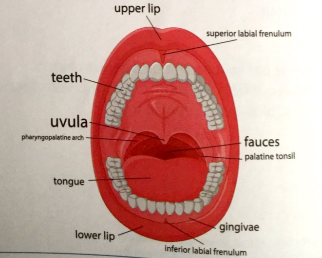 SEMESTRE 1 U.E 6.2 Anglais Objectif infirmière